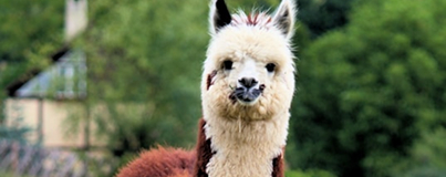 Non-animal Science for Universities