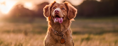 non-animal methods for Health professionals